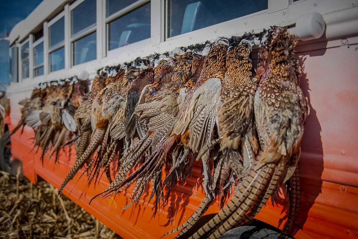 Wild Pheasants